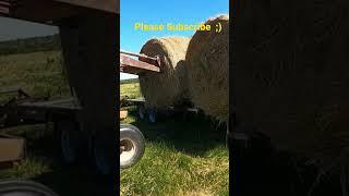 Loading Hay Big Round Bales on trailer with Farmall 806 Diesel | The Farm Wolf