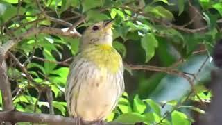 canário da terra pardo,cantando muito para esquentar