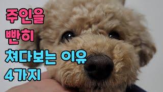 강아지가 주인을 빤히 쳐다보는 이유 4가지