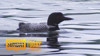 Inside The Mission To Protect The Loons Of New Hampshire’s Lake Winnipesaukee | Sunday TODAY