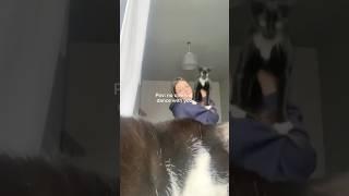 Hahahah - #funny #fypシ゚ #cats #trending #shorts