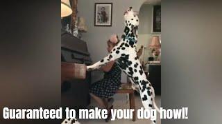 GUARANTEED TO MAKE YOUR DOG HOWL l Howling dogs Compilation 2019