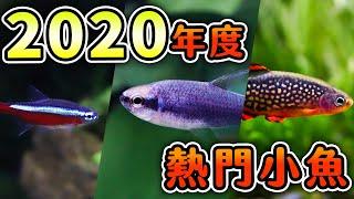 揭密！水族館銷售前５名，裡面竟有魚會發出叫聲！！