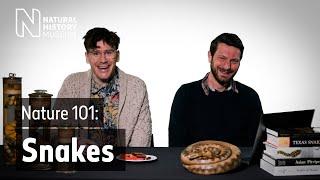 Herpetologists answer your questions about snakes | Nature 101