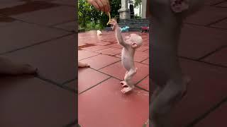 PILI learns to walk #monkey #babymonkey #cute #funny #monkeys #animals #monkeydluffy