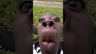 Funny kid tenge tenge
