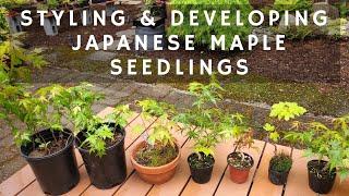 How to Style and Develop Japanese Maple Seedlings