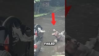 Feeding a hippo is difficult