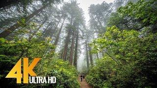 Redwoods:  Among the Giants in 4K - Unique California’s Forest | Relaxing Video with Naure Sounds