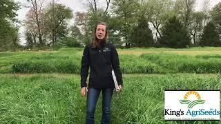 Early vs Late Maturing Orchardgrass