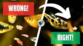 Why You Don't Need to Feed Fish If You Build a Food Web!