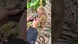 Small monkey is always assured when being with the caregivers #44 @FoshanWildlifePark #monkey