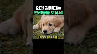 의견 갈린다는 반려동물 보유세