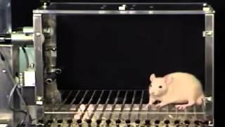 A.4.3 Dishabituation of a rat's startle response