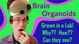 Growing "Mini-Brains" in a Lab: Human Brain Organoids