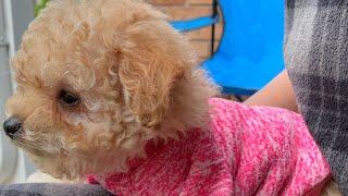 What you should know before getting a toy poodle #foryou .#fypシ゚viral #fyp #dog #pet #information 