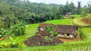 Bikin Lupa Setor Bulanan Suasana Damai Adem Tentrem Ada Disini, Sejuk Pisan, Pedesaan Jawa Barat