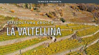 I vigneti eroici della Valtellina, in Lombardia | Tannico