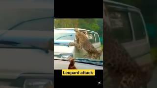 Leopard attack | तेंदुए के खौफनाक हमले | Most Deadliest Leopard attack Caught on Camera