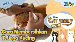 Kucing Lucu - Cara Membersihkan Telinga Kucing yang Benar - Bobo Cat Diary Eps 141