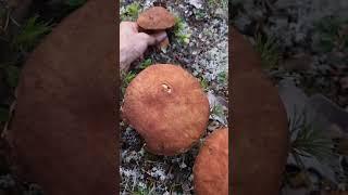 Mushroom paradise in Sweden forest #boletusedulis #forest #fungi