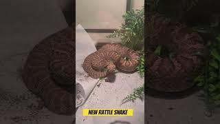Rattler #chilltracks #cassiopeia #pillow #uniquevibes #superblyrics #dopelyrics #taznetwork #mrshad