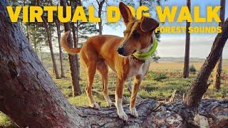 [NO ADS] Dog TV  Virtual Dog Walk in Ancient Woodland  Calming nature sounds for dogs