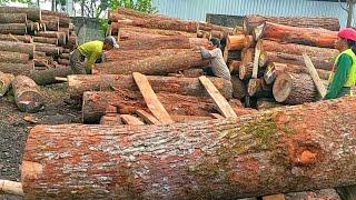 Yakin 1000% ,,!! Disini produksi Terbesar olahan kayu Pinus