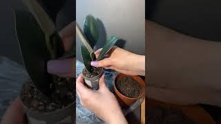 Как пересаживать растения #растения #уходзарастениями #пересадка #фикус #shorts