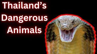 Dangerous Animals In Thailand