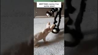 Funny and Adorable Cat Compilation #shorts