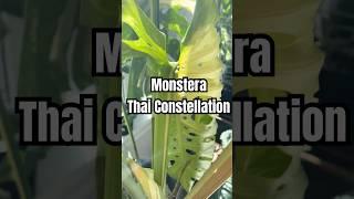 ‍ #monstera #plants #houseplants #monsterathaiconstellation #fenestration #tropicalplants