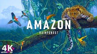 The Amazon 4K - Scenic Wildlife Film With Calming Music