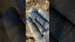 🫣 2k yr old Roman fibula uncovered!  #metaldetecting #deus2 #history #hiddensuffolkdecting #roman