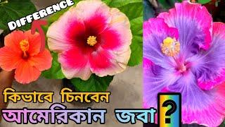 কিভাবে চিনবো আমেরিকান জবা |American Hibiscus: Valentine's Day |American Hibiscus vs Pune & Bangalore