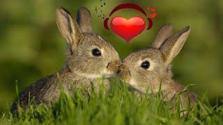Rabbit Sounds to Make Them Come to You - Bunny Sounds