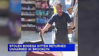 Stolen bodega cat returned unharmed in Brooklyn