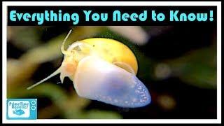 Mystery Snail Care and Breeding: Your Friendly Neighborhood Algae Eater!