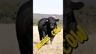 معلومات عن سلالة أبقار  انجوس  #angus   #cow #shorts