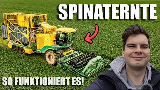 So funktioniert die Spinaternte!| AgrarNils