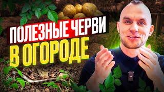 Черви в огороде Как увеличить урожай и чем полезны черви. Всё о выращивании червей