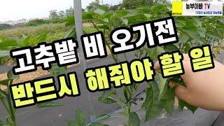 고추밭 비 오기전 꼭 해줘야 할 일. 고추가 다쳐요~