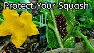 BEST TIPS Against The Vine Squash Borers & Squash Bugs