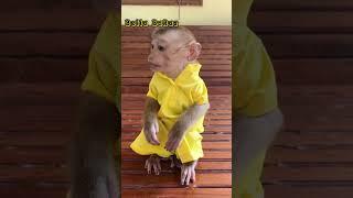 baby monkey #shorts