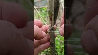 ПРИВИВКА АБРИКОСА ВЕСНОЙ #сад #прививка #apricot grafting