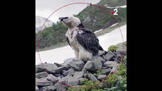 Reportage sur le Gypaète Barbue des montagnes