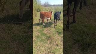  TERNEROS  #campo #ganado #ganaderia #terneros #rural #ganaderos #vacas #toros #pastoreo #agro