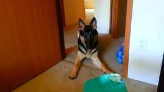 German shepherd arguing!