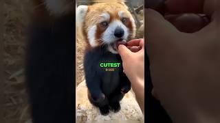 Top 3 Most CUTEST Animals Which Can Definitely Make You Say...