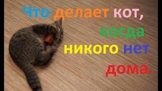 Что делает кот ,когда никого нет дома ?